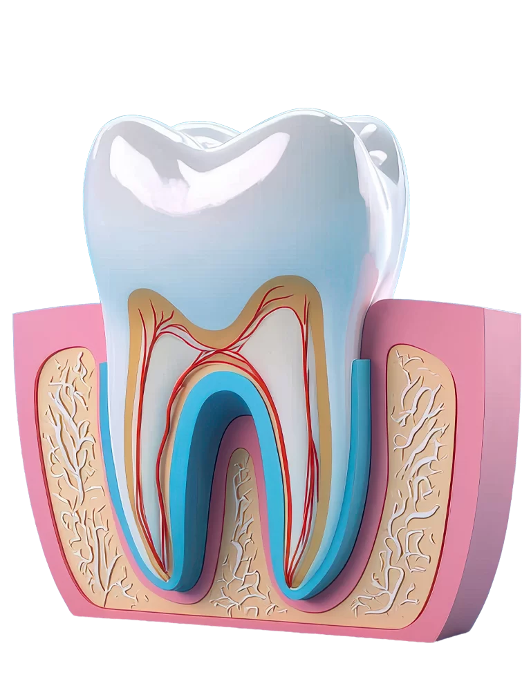 Kök Ucu Cerrahisi (Apikal Rezeksiyon)